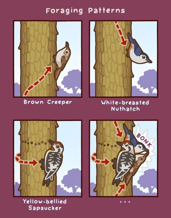 дятел смешной