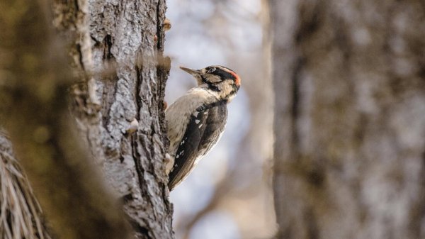 дятел на дереве