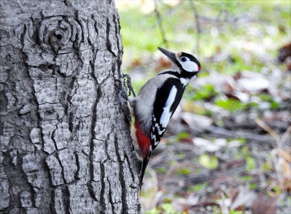 пестрый дятел
