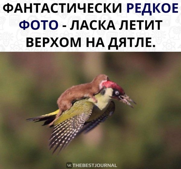 похожа на дятла застречпеттклбврм