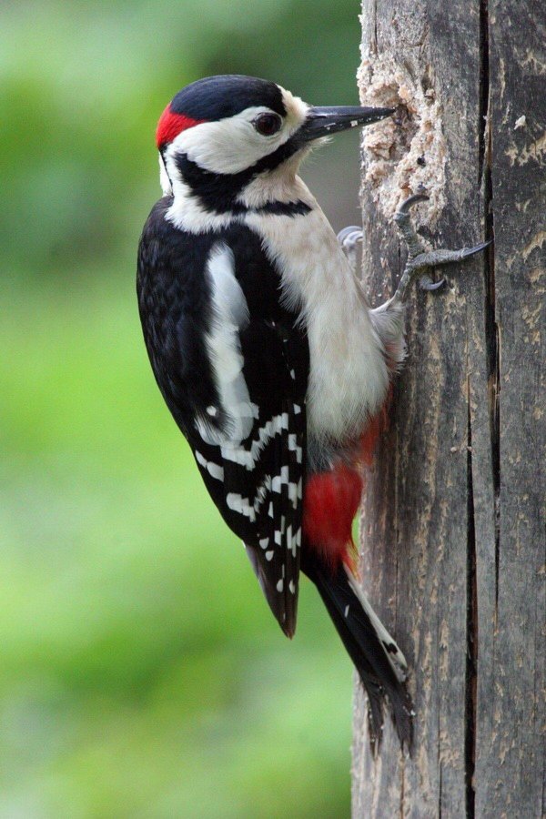 дятел долбит дерево