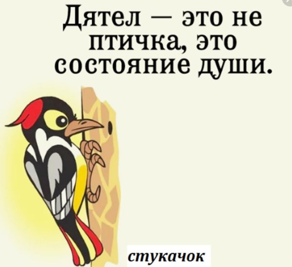 дятел рисунки