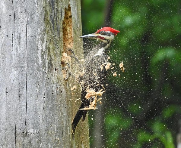 pileated woodpecker