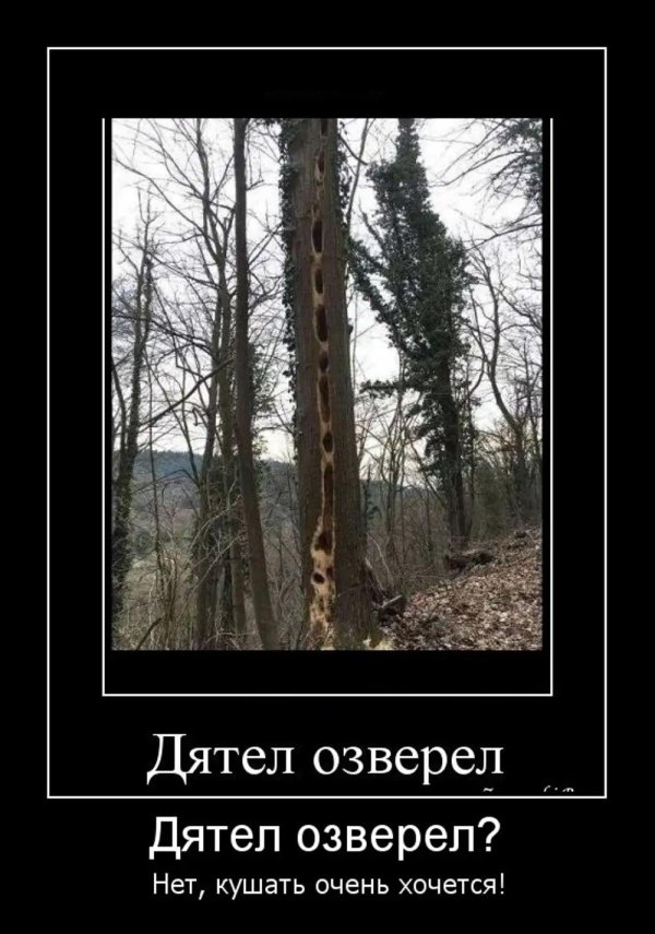 дятел психанул