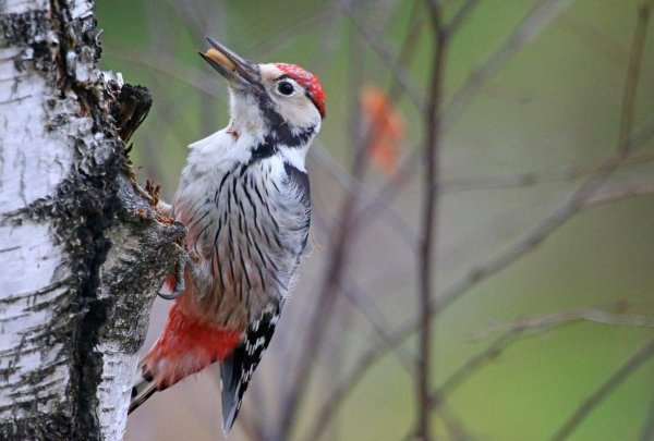 дятел красношапочник