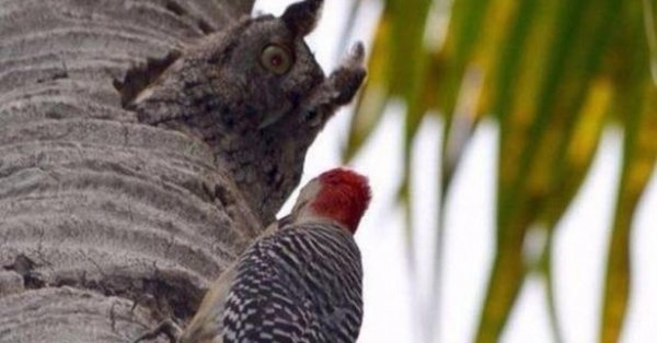 дупло дятла