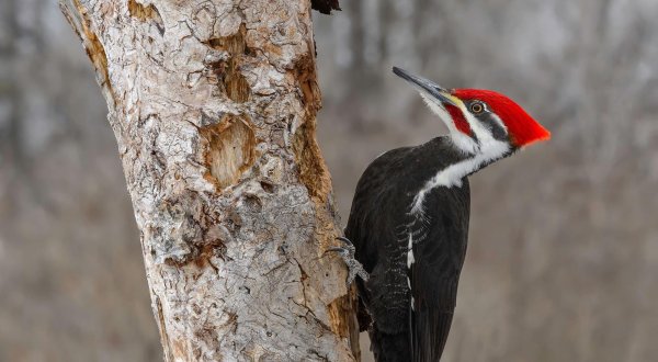 pileated woodpecker