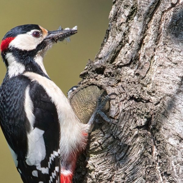 дятел птица