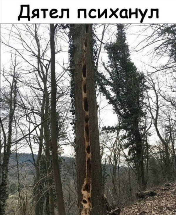 дупло в дереве