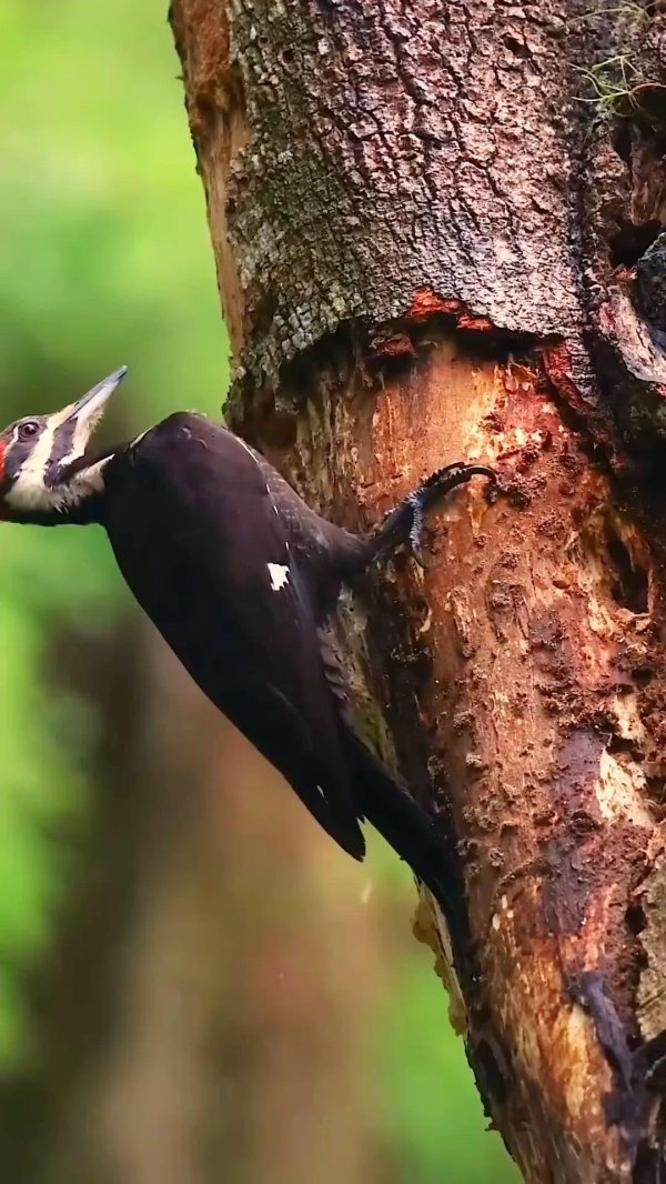 хохлатая желна