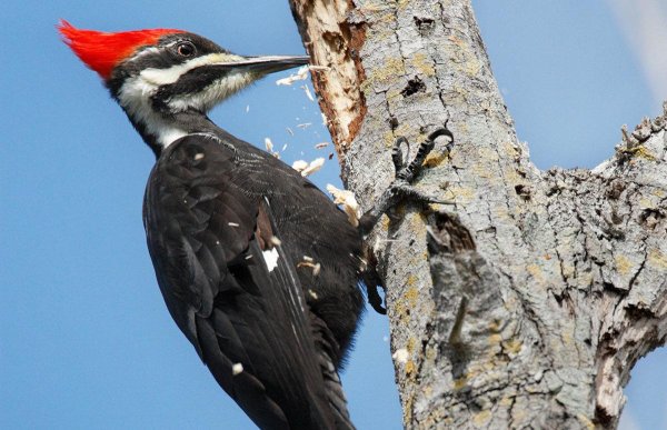 pileated woodpecker