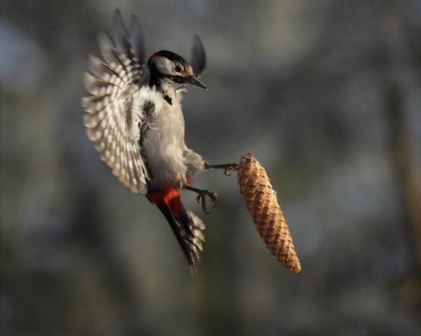 дятел с шишкой