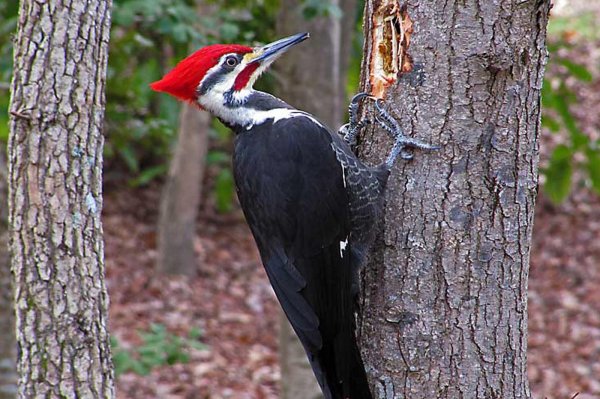 pileated woodpecker