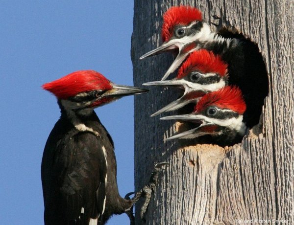 pileated woodpecker