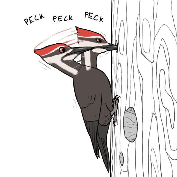 дятел клипарт