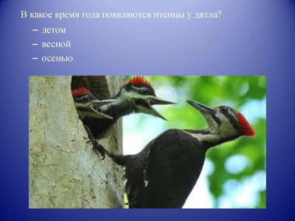 птенец дятла