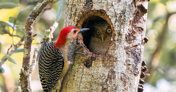 красноголовый меланерпес