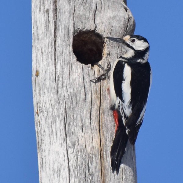 белокрылый дятел