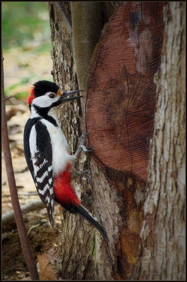 дятел красногрудый