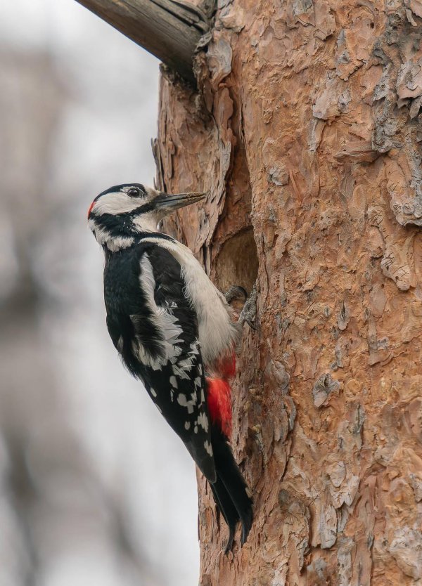 птица дятел