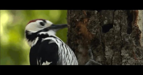 белоспинный дятел