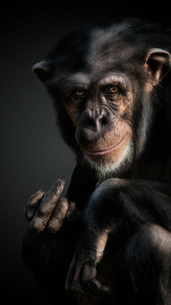 задумчивая обезьяна