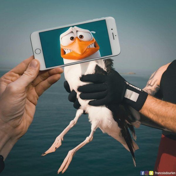 птица тупик