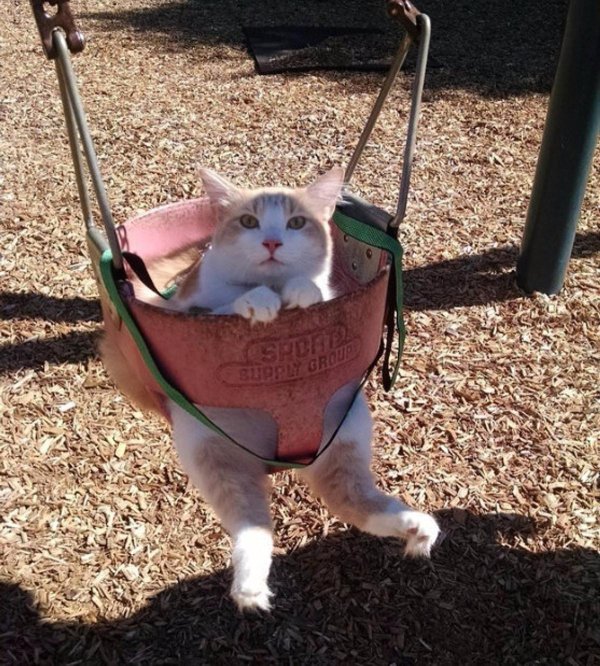 гамак для кота