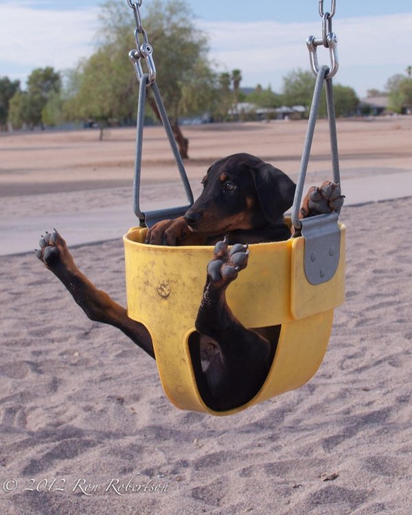 доберман щенки