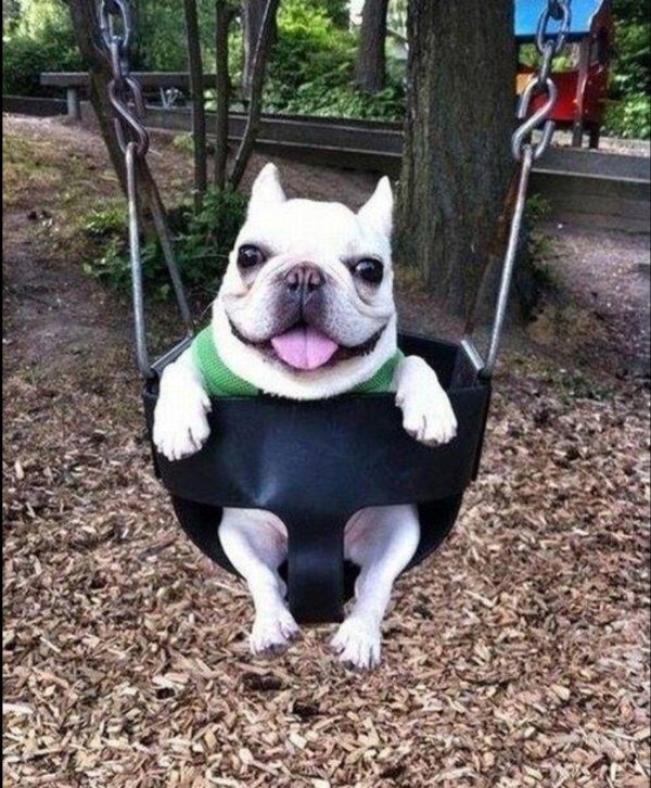 злой французский бульдог