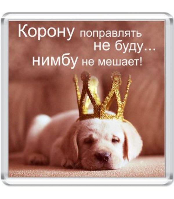 собачка в короне
