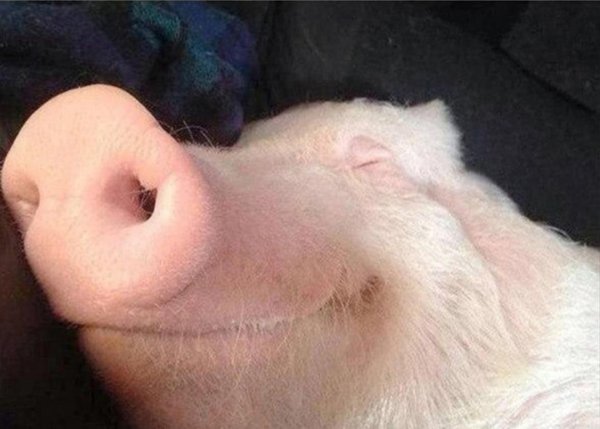 свиньи смешные