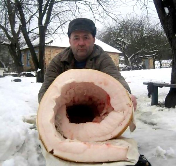 гигантские сомы