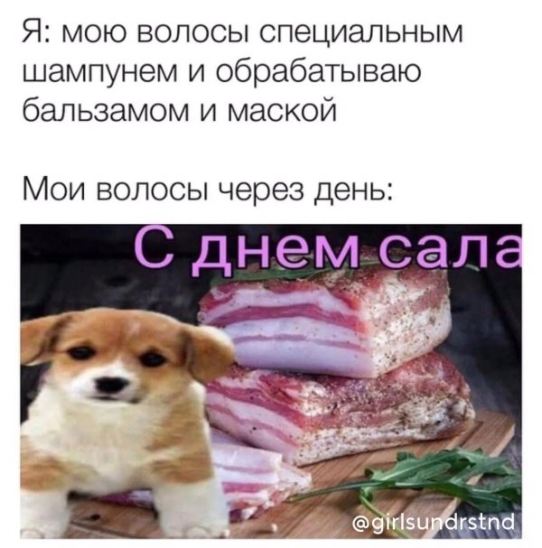 про собачек