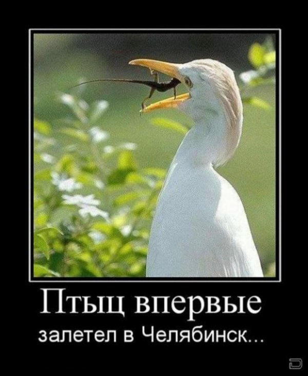 цапля белая