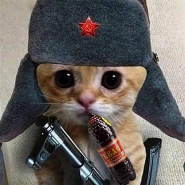 боевые коты
