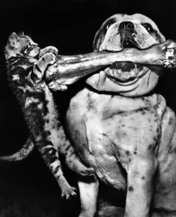 cмешные животные