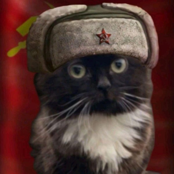 котенок военный