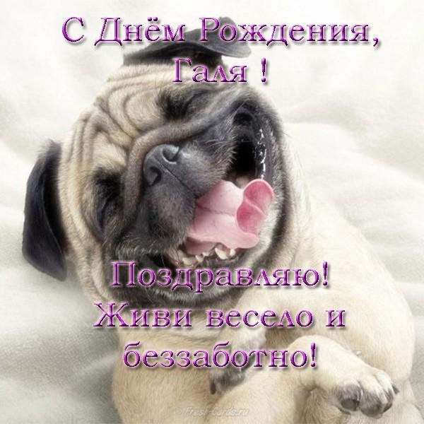 смешной мопс