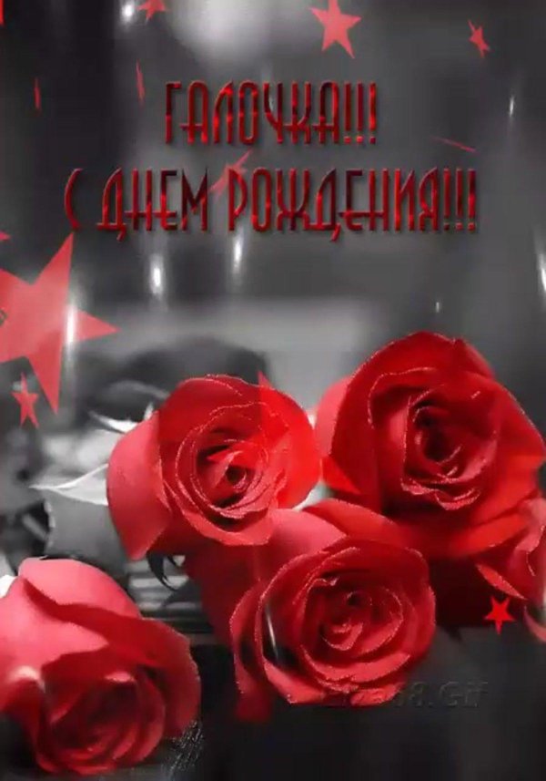 роза красивая