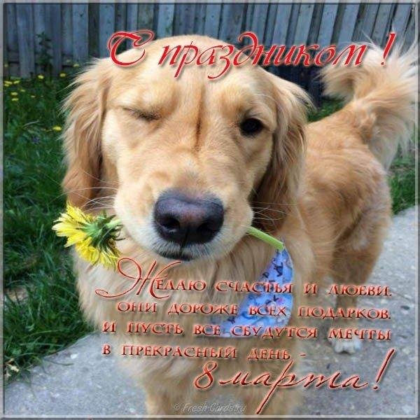 золотистый ретривер