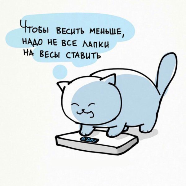 котик на весах