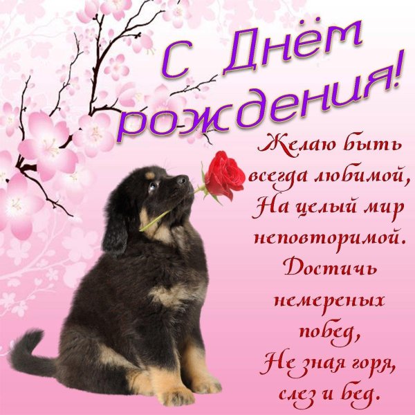 тибетский мастиф