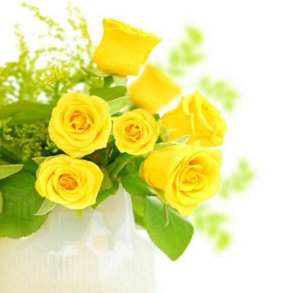 роза желтая