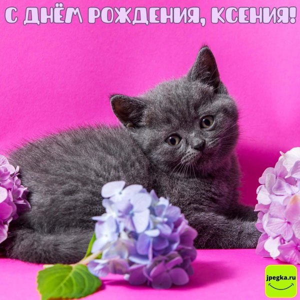британская котенок