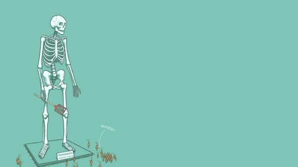 анатомия скелет