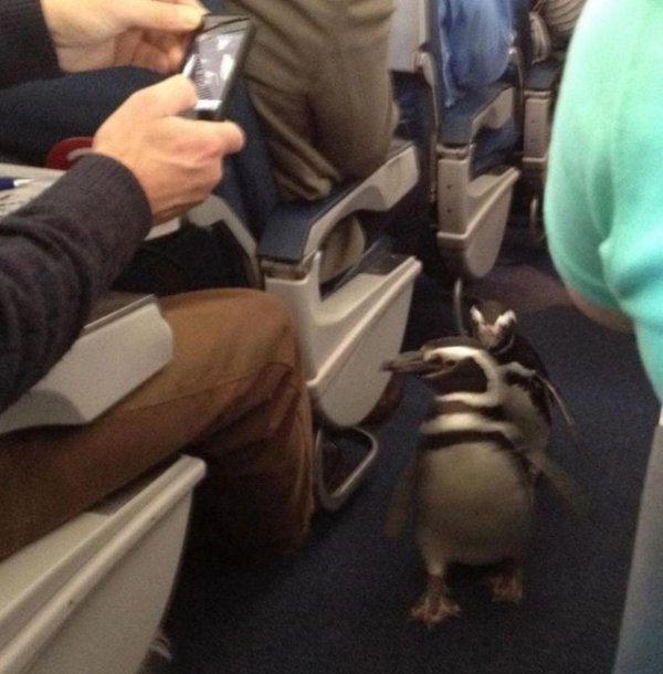 на борту самолета