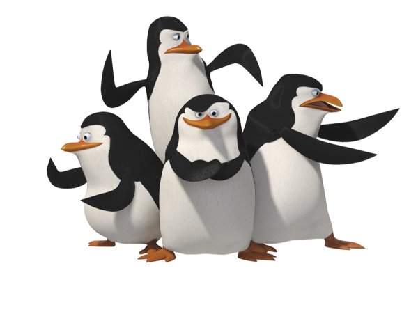 мадагаскар пингвины