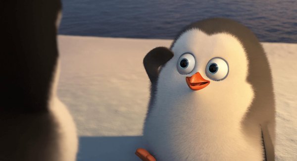 рядой пингвин из мадагачквра