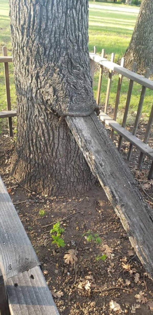 ствол дерева